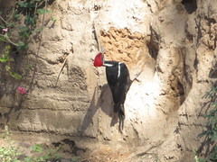 Dryocopus schulzii