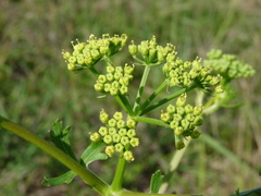 Polytaenia