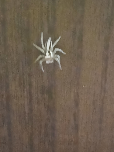 Plexippus setipes