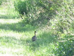 Rhynchotus rufescens