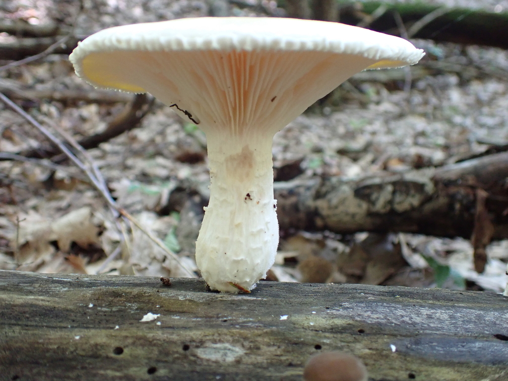 Lynx Paw Oyster · June 2026 · photo: Photo: (c) Kristen Diesburg, some rights reserved (CC BY) · iNaturalist