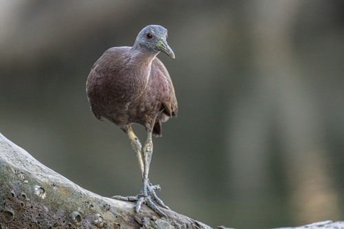 Chestnut Rail (Gallirallus castaneoventris)