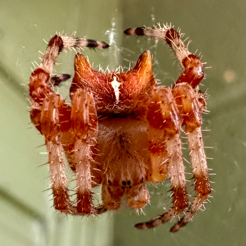 Cat-faced Orbweaver