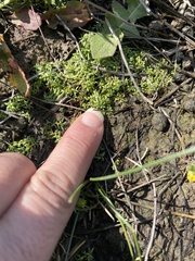 Callitriche marginata