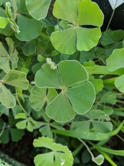 Marsilea macropoda