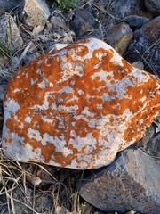 Polycauliona luteominia