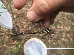 Cordulegaster maculata