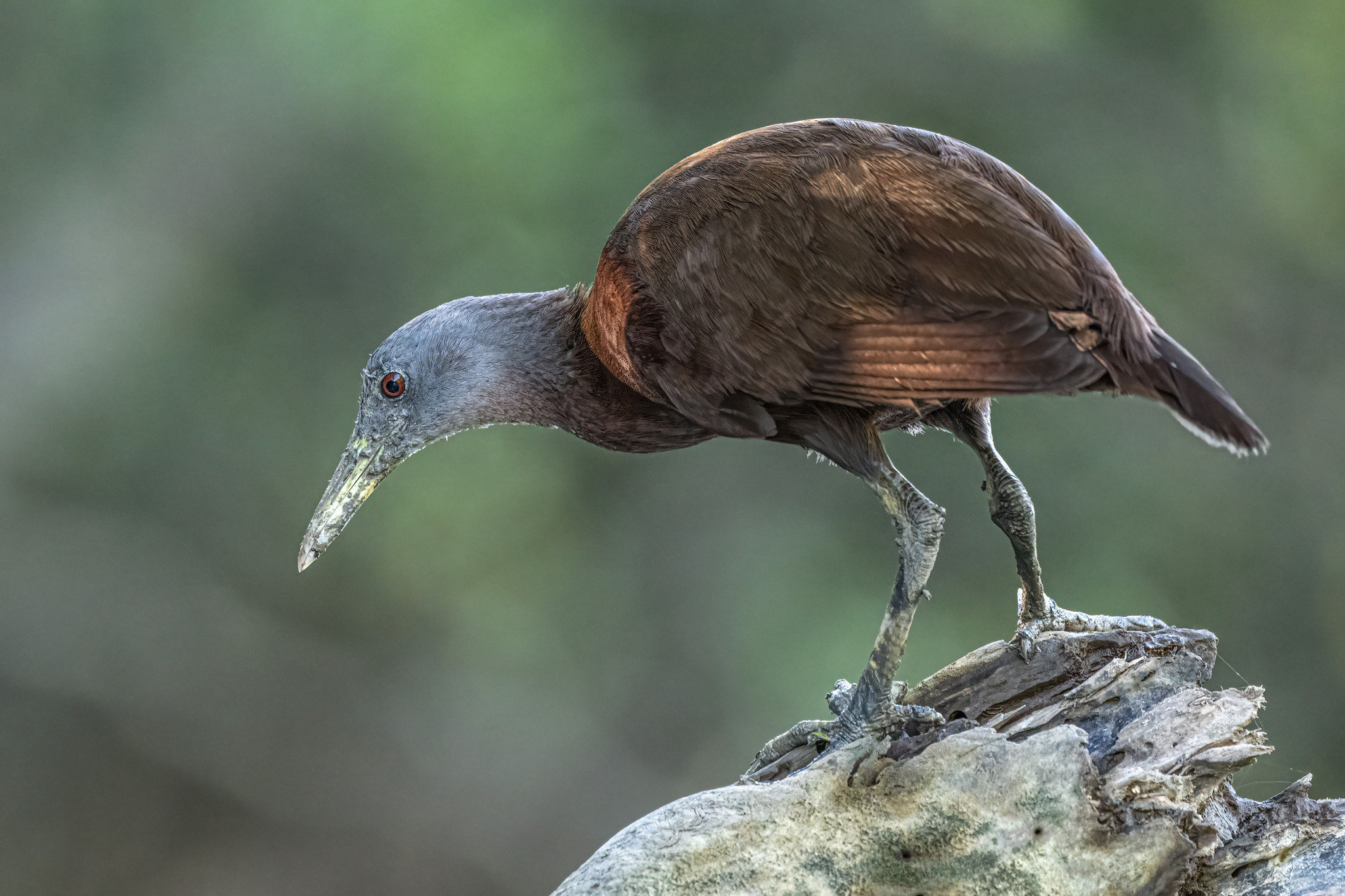 Chestnut Rail (Gallirallus castaneoventris), photo 2