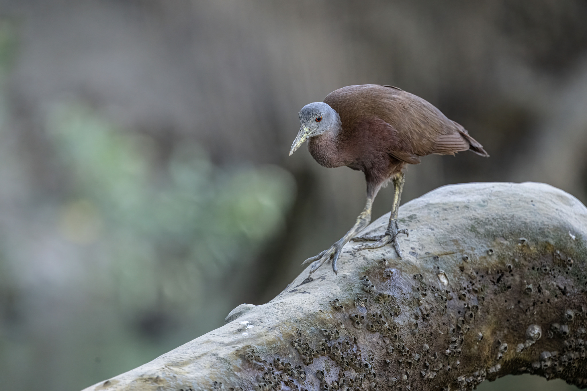Chestnut Rail (Gallirallus castaneoventris), photo 6