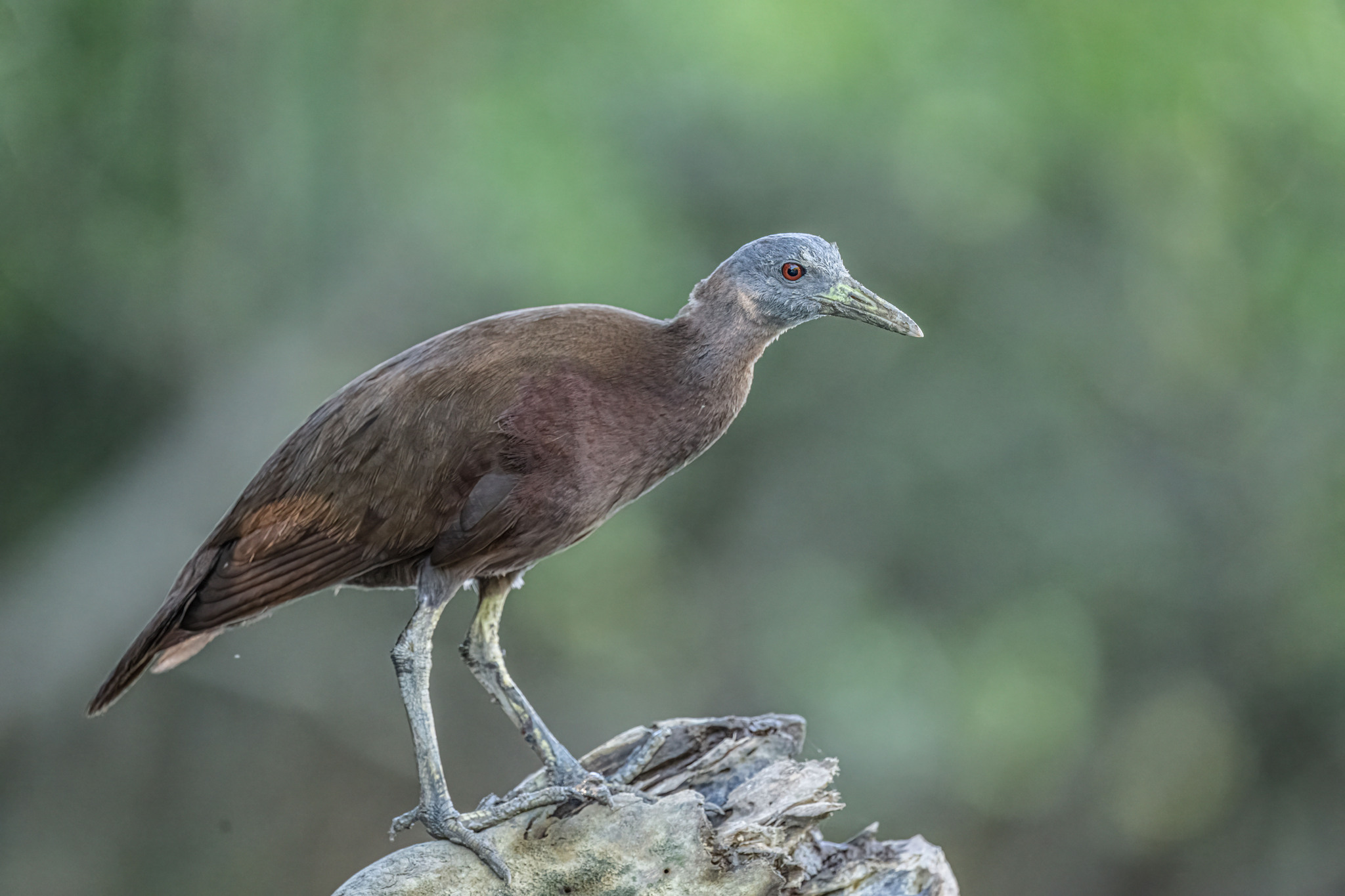 Chestnut Rail (Gallirallus castaneoventris), photo 7
