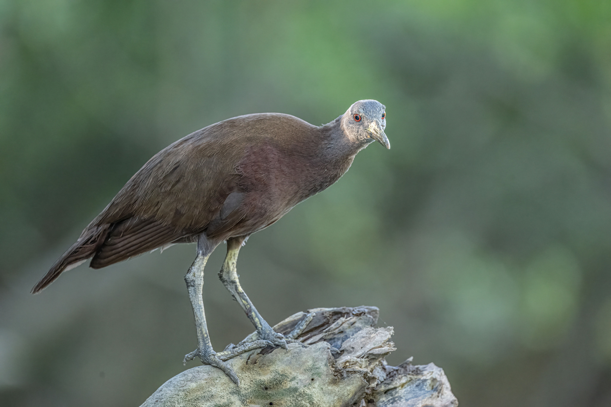 Chestnut Rail (Gallirallus castaneoventris), photo 8