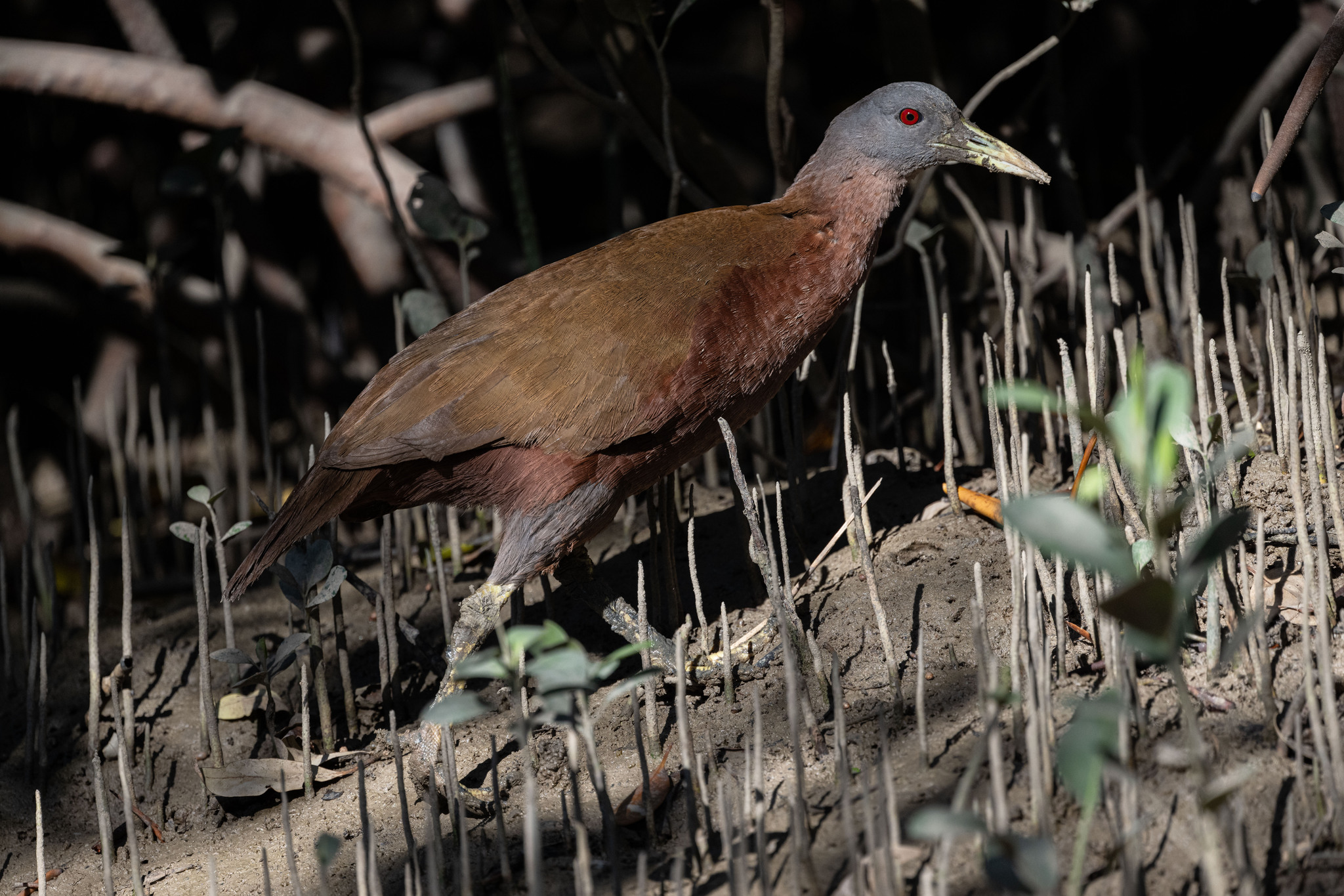 Chestnut Rail (Gallirallus castaneoventris), photo 9
