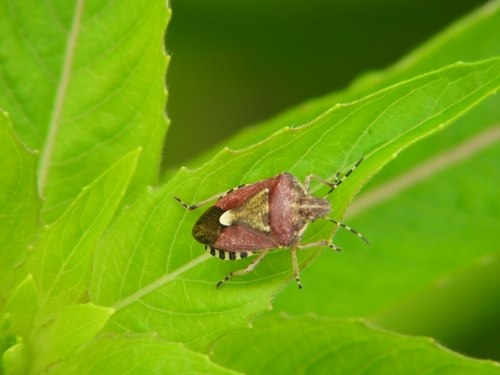 Sloe Bug
