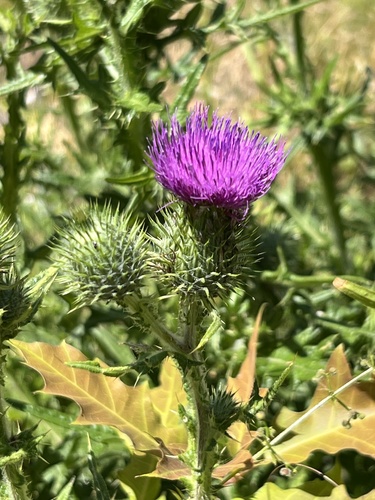 Bull Thistle