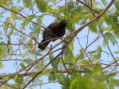 Cyanocorax cyanomelas