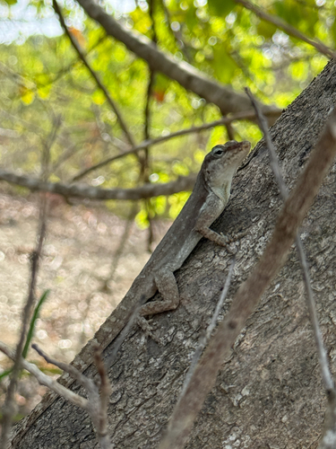 Desecheo Anole (Anolis desechensis)