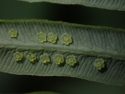 Dicranopteris flexuosa observed 2026-06-11