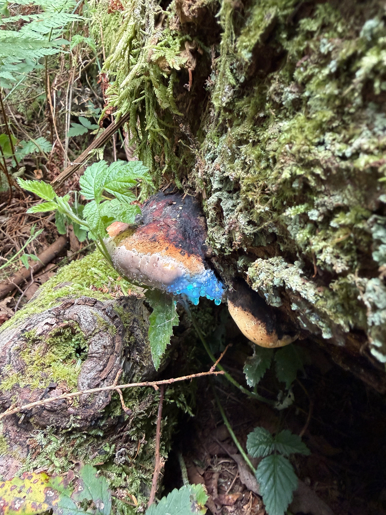 Northern Red Belt · June 2026 · photo: Photo: no rights reserved · iNaturalist