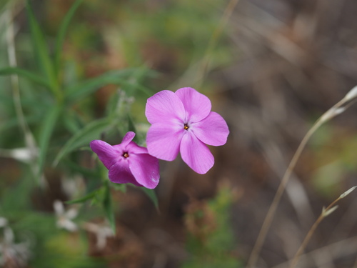 Longhair Phlox