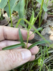 Sericocarpus linifolius