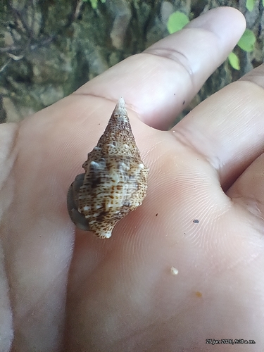 Cerithium maculosum observed 2026-06-25