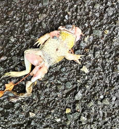 American Bullfrog