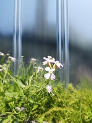 Raphanus sativus raphanistroides