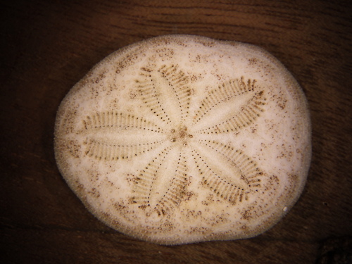 Clypeaster reticulatus observed 2026-06-25