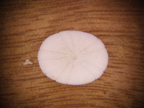 Echinoneus cyclostomus observed 2026-06-25