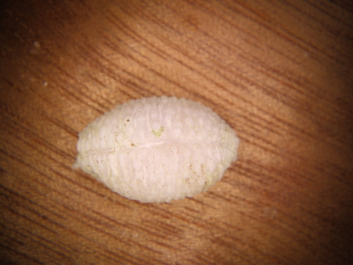 Cypraea nucleus observed 2026-06-25