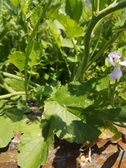 Raphanus sativus raphanistroides