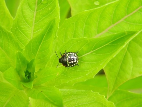Southern Green Stink Bug