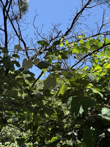 Vitis ficifolia, photograph 6