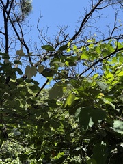 Vitis ficifolia, photograph (c) Jane Charlen, some rights reserved (CC BY)
