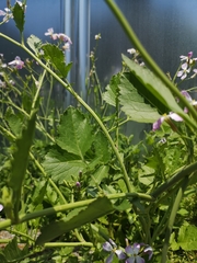 Raphanus sativus raphanistroides