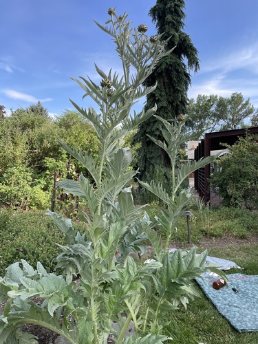 Artichoke Thistle