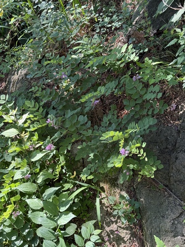 Indigofera kirilowii, photograph 1