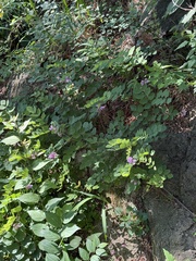 Indigofera kirilowii