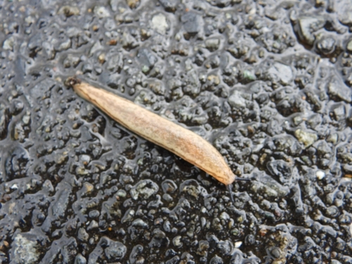 Chinese Slug