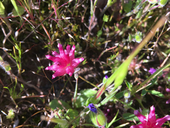 Trifolium depauperatum
