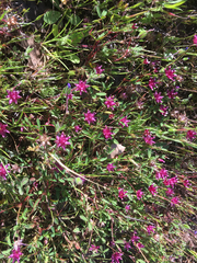 Trifolium depauperatum