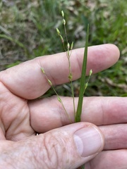 Dichanthelium linearifolium