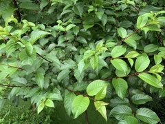Cephalanthus tetrandra