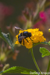 Xylocopa splendidula