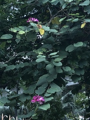 Bauhinia × blakeana