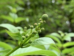 Cephalanthus tetrandra