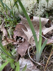 Iris verna smalliana