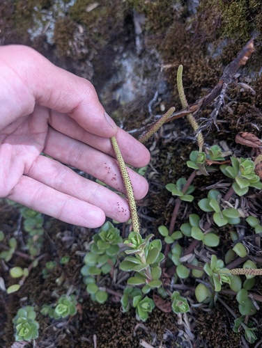 Peperomia hartwegiana, photograph 2