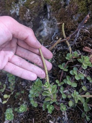 Peperomia hartwegiana, photograph (c) Yuri Sofronov, some rights reserved (CC BY)