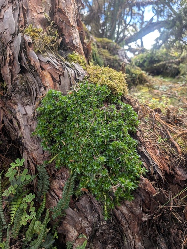 Azorella pedunculata, photograph 5